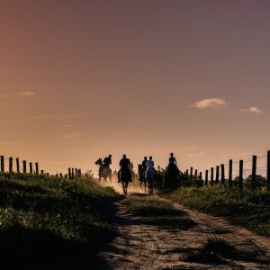 horses-g138164a39_1920