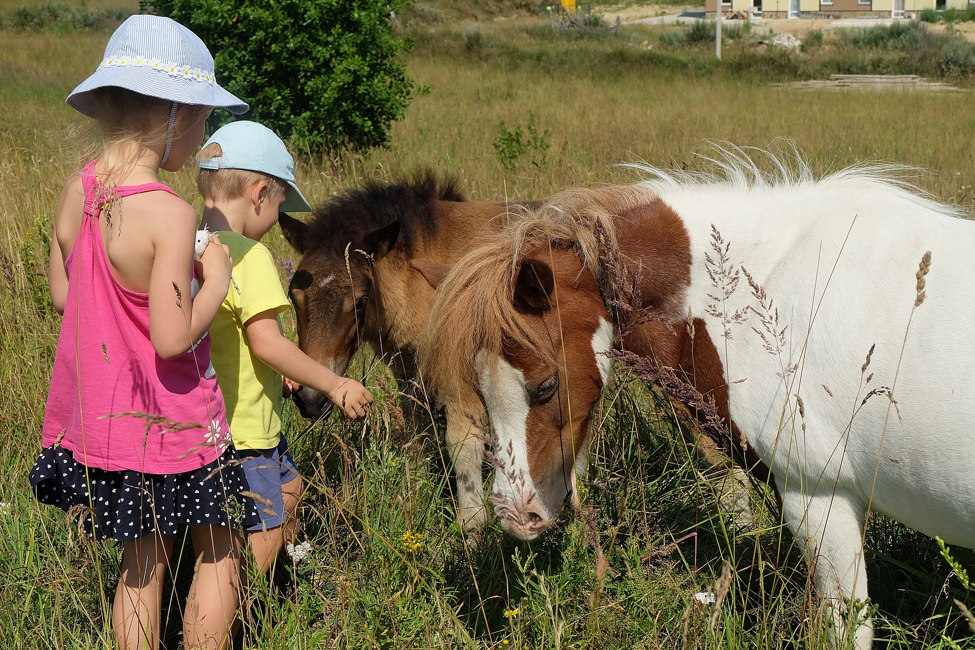 summer-g340fe342a_1920